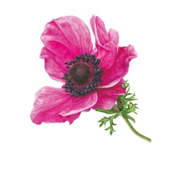 Anna Mason's Watercolour World