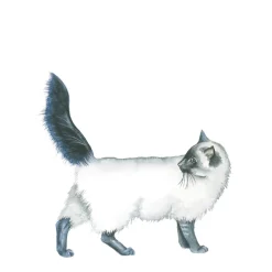 Draw 30: Animals