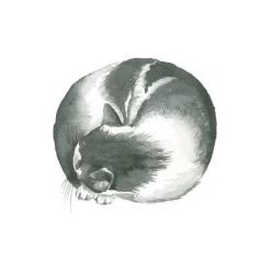Draw 30: Cats