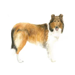 Draw 30: Dogs