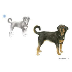 Draw 30: Dogs