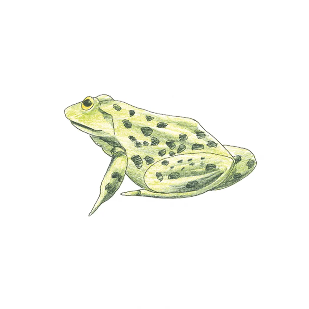 Draw in 10 Minutes: Animals