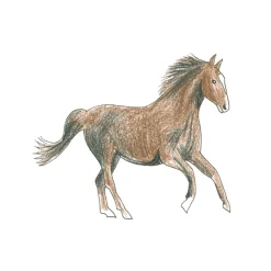 Draw in 10 Minutes: Animals