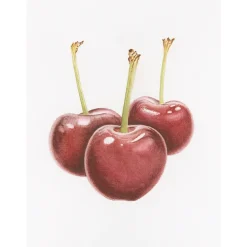 Draw in 10 Minutes: Botanicals