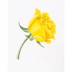 Draw in 10 Minutes: Botanicals