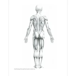 Figure Drawing: A Complete Guide