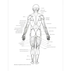 Figure Drawing: A Complete Guide