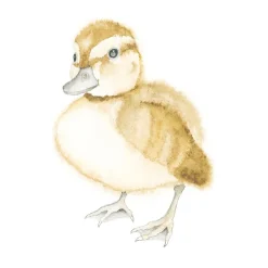 How to Draw: Baby Animals