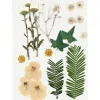 Torkade blommor och blad Råvit